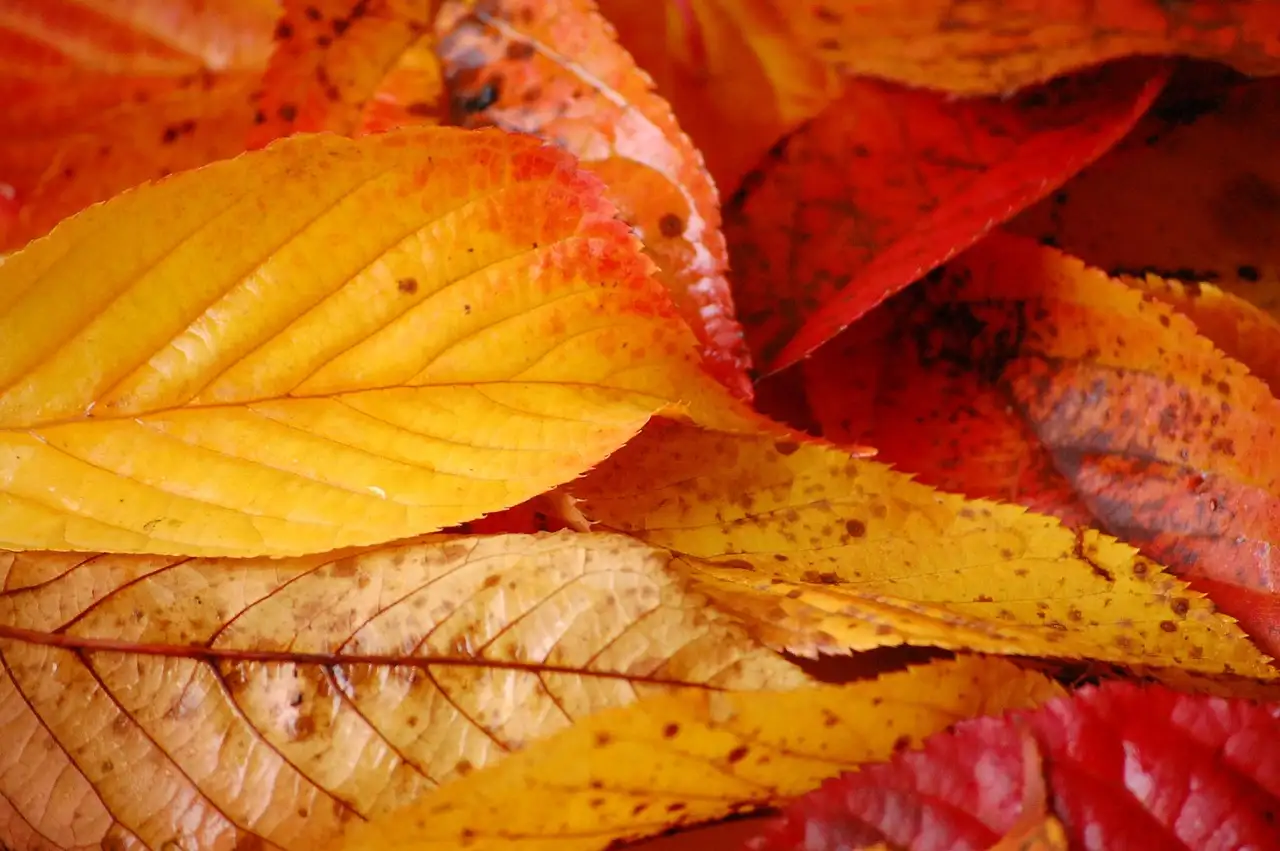 Accessoires d'automne : les incontournables pour réchauffer ton style