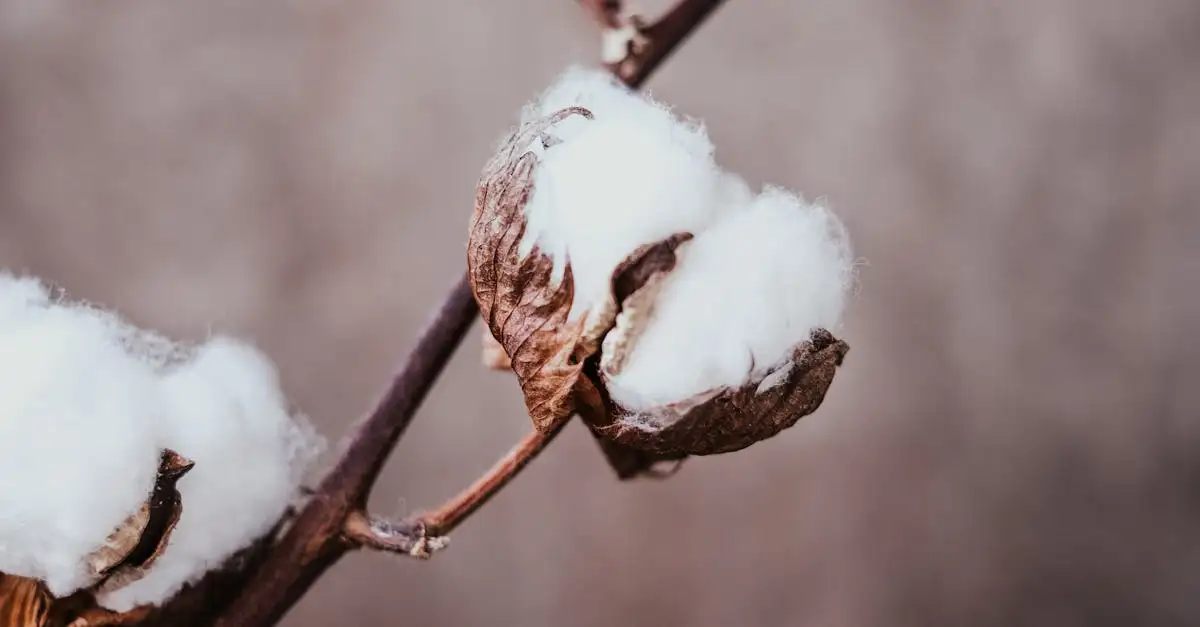 Ritual Epil : Découvrez l'épilation douce et durable